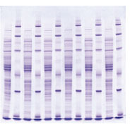 LDS Probenpuffer Gel.jpg